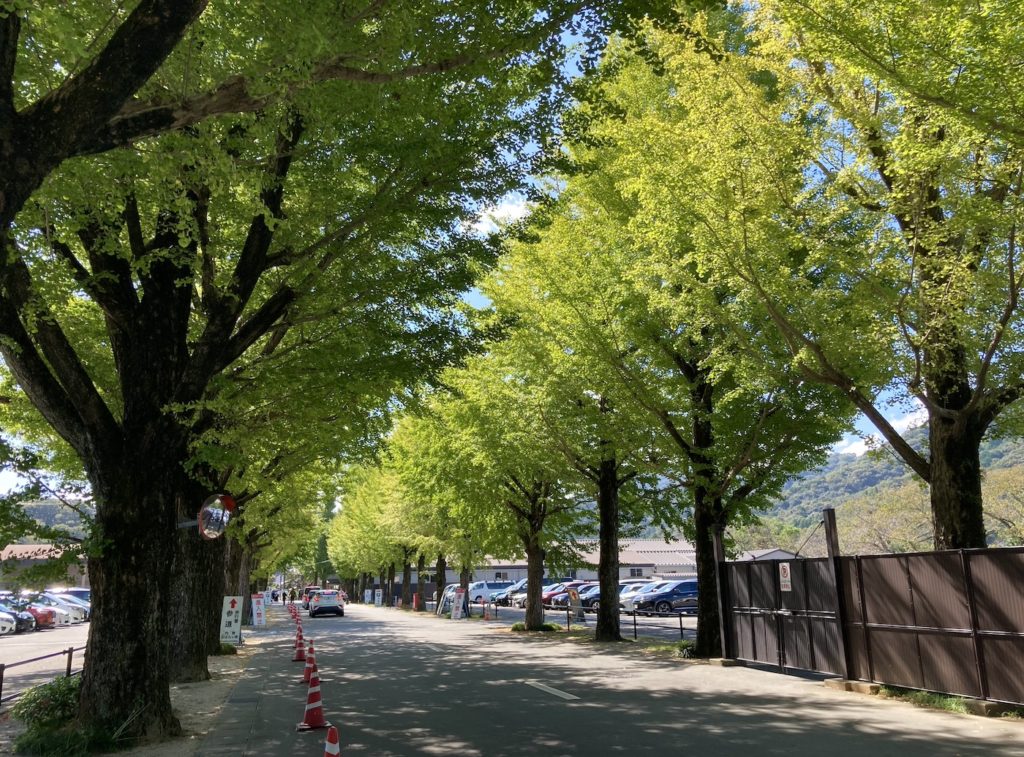 内宮工作所にある銀杏並木